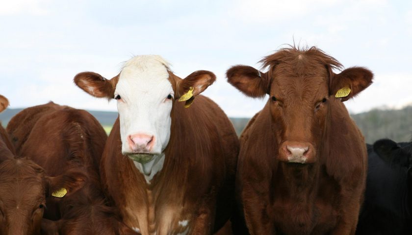 A picture of cows in pastureland to illustrate the impact of cows on greenhouse gas emissions