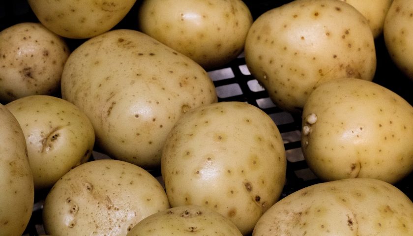 A picture of rotten potatoes to illustrate Food Waste